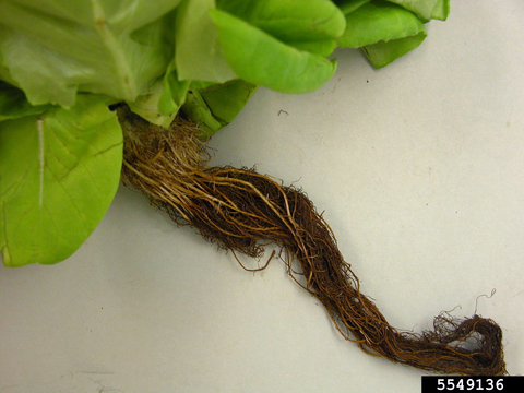 Lettuce plant on a white table showing the roots. The bottom half of the roots are brown.