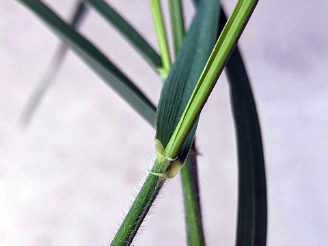Claw-like appendages known as auricles wrap around the stem at the base of a quackgrass leaf.