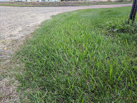 Upright quackgrass growing in a lawn along a roadway.
