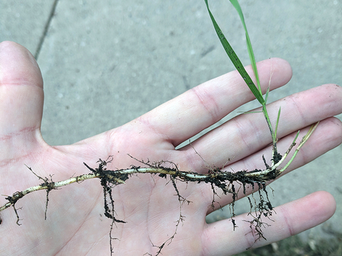 Hand holding a long root stucture with many small roots stemming from it and a few blades of quackgrass.