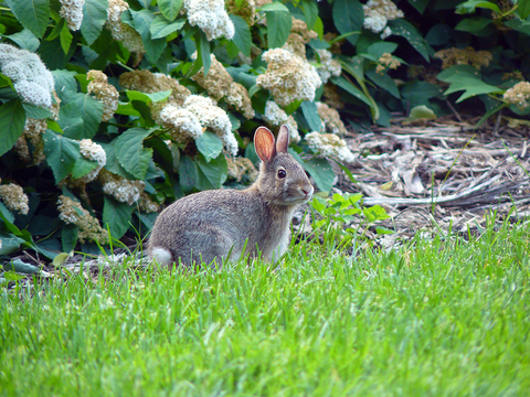 Rabbit sitting in the grass in front of dense, green shrubs with white flowers.
