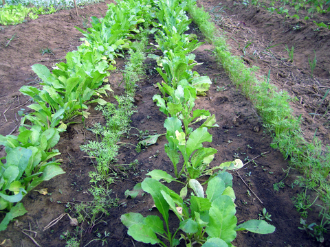 Alternating rows of radishes and carrots in a garden.