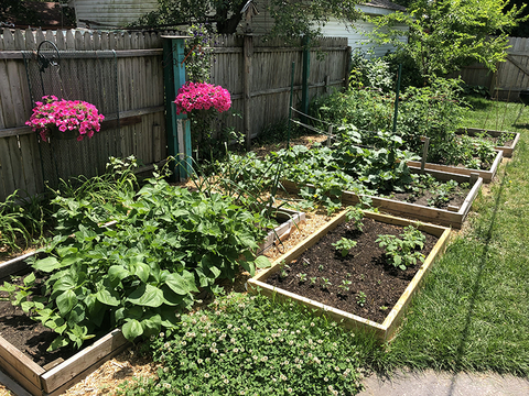 An urban back yard with five raised beds with wooden sides. Each raised bed contains vegetables. There is a lawn and a tree in the background, and flowers hanging from a fence.