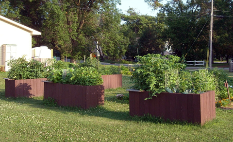 Four raised bed gardens made of fence posts that have been cut in half. Two raised beds contain tomatoes, and the other two contain a variety of green vegetables. The beds sit on a green lawn with white clover, and there is white building on the left.