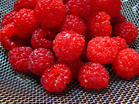 picked raspberries on a colander screen after being washed 