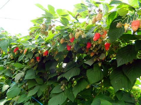 Raspberries growing in a high tunnel.