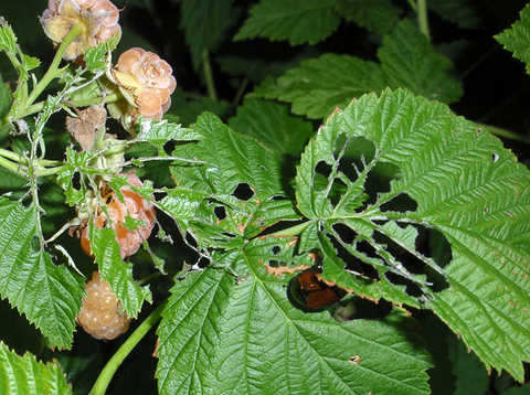 Chewed raspberry leaves on a raspberry bush with fruit.