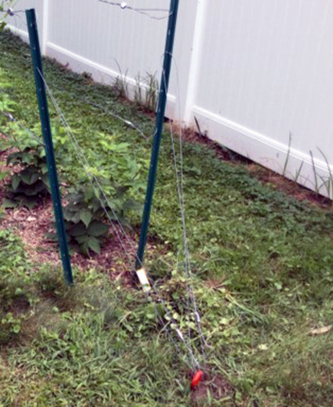 Two metal poles at the end of a row of raspberries with wires anchoring them into the ground.