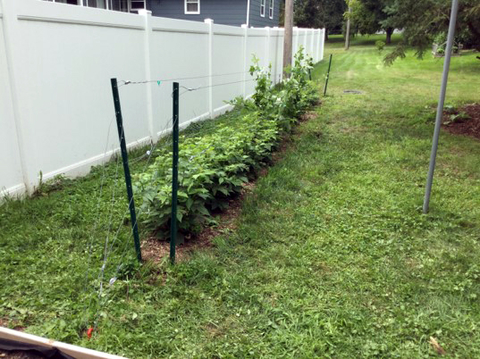 Row of raspberries trellised with wire and planted along a white fence in a yard.