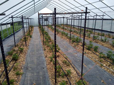 Rows of raspberries in a greenhouse trellised with tall metal frames and wire.