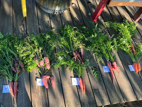Five small bunches of carrots lined up on a wooden platform with identifying tags.