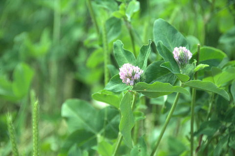 Close-up photo of a red clover cover crop, zoomed in on two flowers.