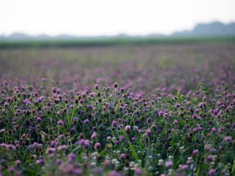 A field of red clover.