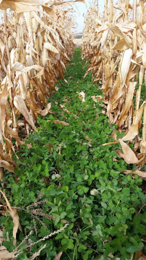 clover cover crop growing between rows of mature, dry corn