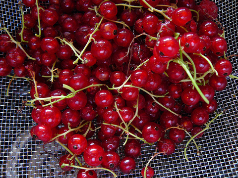 Harvested red currants