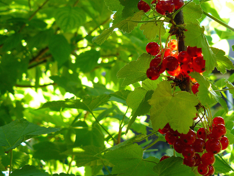 Red Lake currants growing on plant