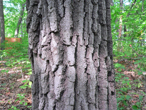 Close up of tree trunk with deeply-ridged gray bark and a green forest in the background.