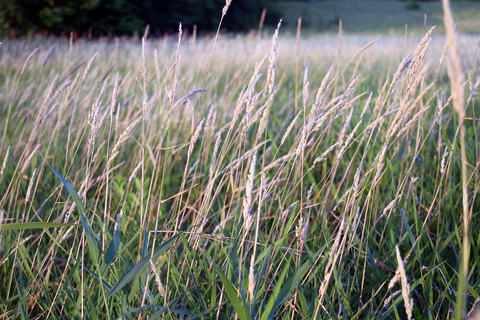 field of reed canary grass