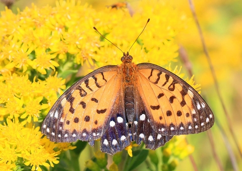 Orange butterfly with brown edges and white spots. It rests upon some goldenrod flowers.