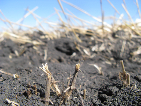 soil with crop residue on top of it.