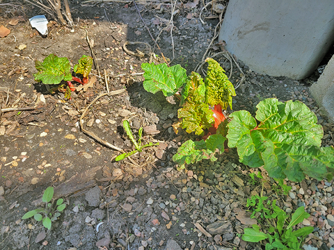 Small rhubarb plants in a rocky garden area,