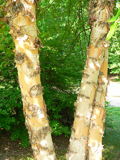 Close up of river birch trunks in summer with golden brown peeling bark and green shrub in background