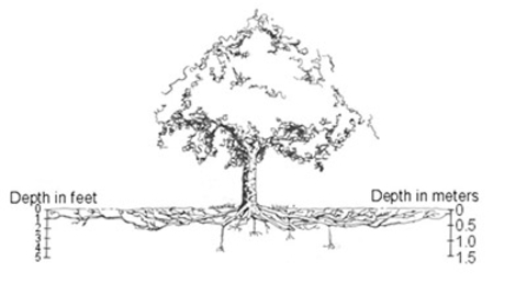 Diagram of a tree with root depth in feet (left) and root depth in meters (right).