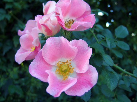 Group of pink roses growing on a bush.
