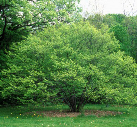 Rounded plant shape of a green-leafed blue beech tree