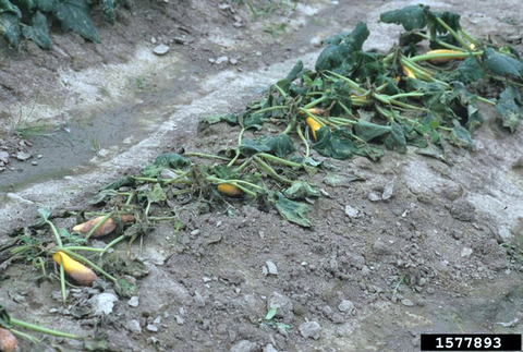 A row of collapsed crookneck squash plants and fruits with water soaked lesions starting at the soil line.