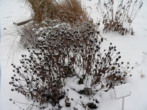 Dead flowerheads in a garden site against a snowy background.