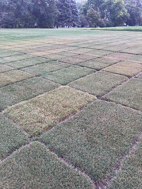Field of patches of varieties of ryegrasses showing variations of color and thickness due to crown rust.