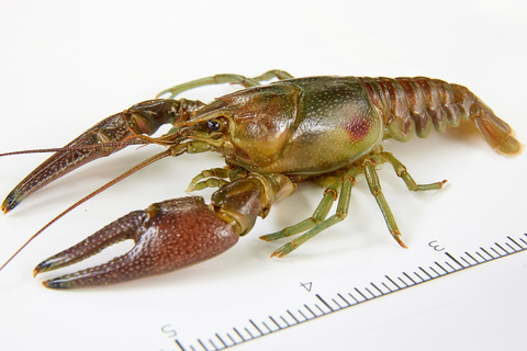 Rusty crayfish. Image: Bob McNamara. 
