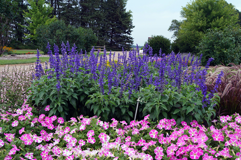 Tall, purple spiked salvia flowers in front of a bed of pink petunias in an outdoor garden.
