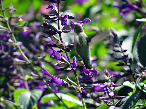 Hummingbird on a purple salvia plant outdoors.