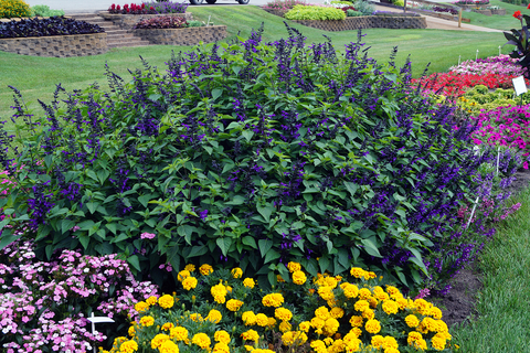 Large salvia plant with dark purple flowers in a garden with other flowering plants.