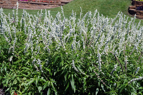 White, spiky flowers of a large salvia plant in a garden outdoors.
