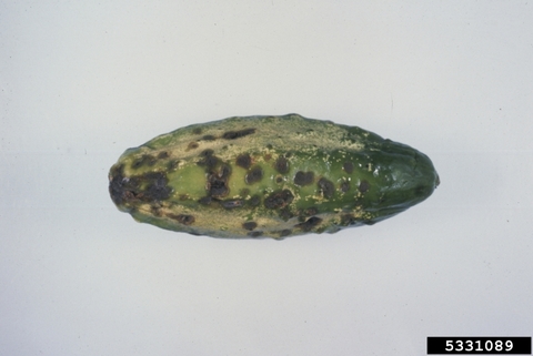 Black scab lesions on a cucumber