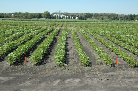 soybean research plots infected with soybean cyst nematode