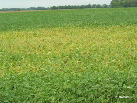 soybean field with large yellow patch of plants.