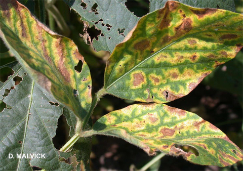 up close view of three soybean leaves that are discolored with brown spots encircled by yellow edges with a few holes in the leaves.