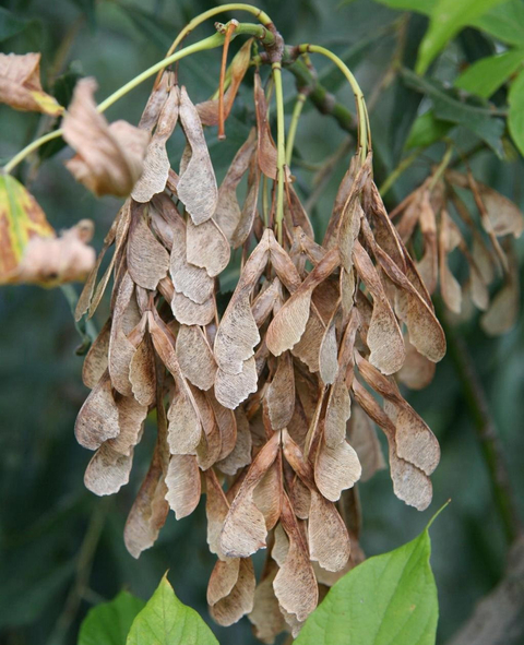 Brownish seeds in a cluster hanging from a branch