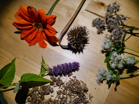 Orange flower and brown prickly seedhead, purple flower and scattered seeds, and small cluster of flowers and brown fluffy clusters of seeds.