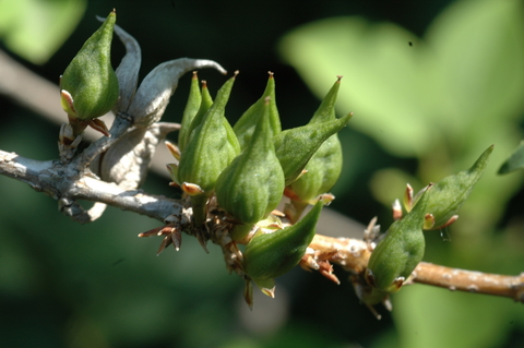 Green seed capsules of forsythia on a branch