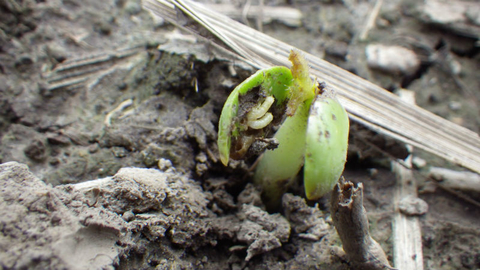 seedcorn maggot in soybean cotyledon as it emerges from the ground.