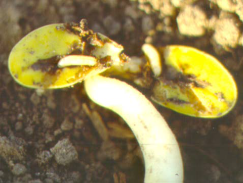 Seedcorn maggots