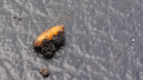 Seedcorn maggot pupa