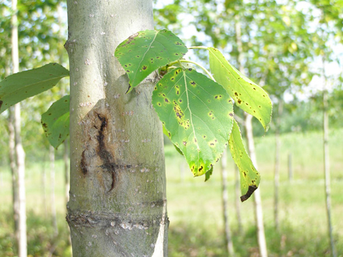 tree with brown gash and leaves with spots on them