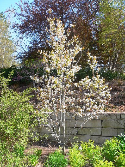Small tree with white flowers in a garden bed with a stone wall behind it and other plants in front