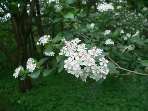 Download Serviceberry | UMN Extension